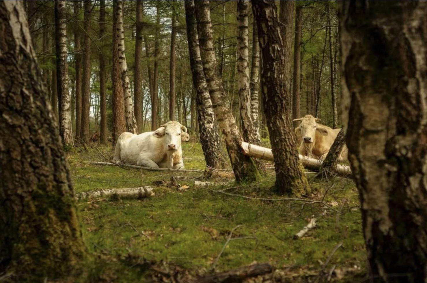 Cozy Tiny Houses In Oisterwijkse Bossen & Vennen Moergestel Eksteriør bilde